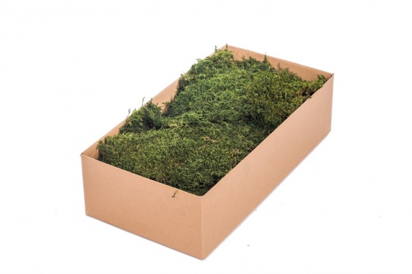 Preserved Polar Flat Moss Medium Green 100g Box